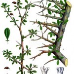 Commiphora_myrrha_-_Köhler–s_Medizinal-Pflanzen-019